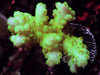 Canary Acropora