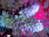 Blue-Purple Acropora