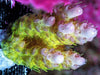 Lemon Table Acropora