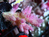Pink Table Acropora