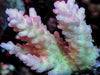 Strawberry Shortcake Acropora