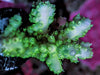 Green-Teal Acropora