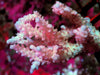 Pink Table Acropora
