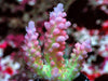Strawberry Shortcake Acropora