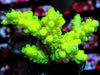 Canary Acropora