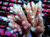 Yellow-Pink Table Acropora