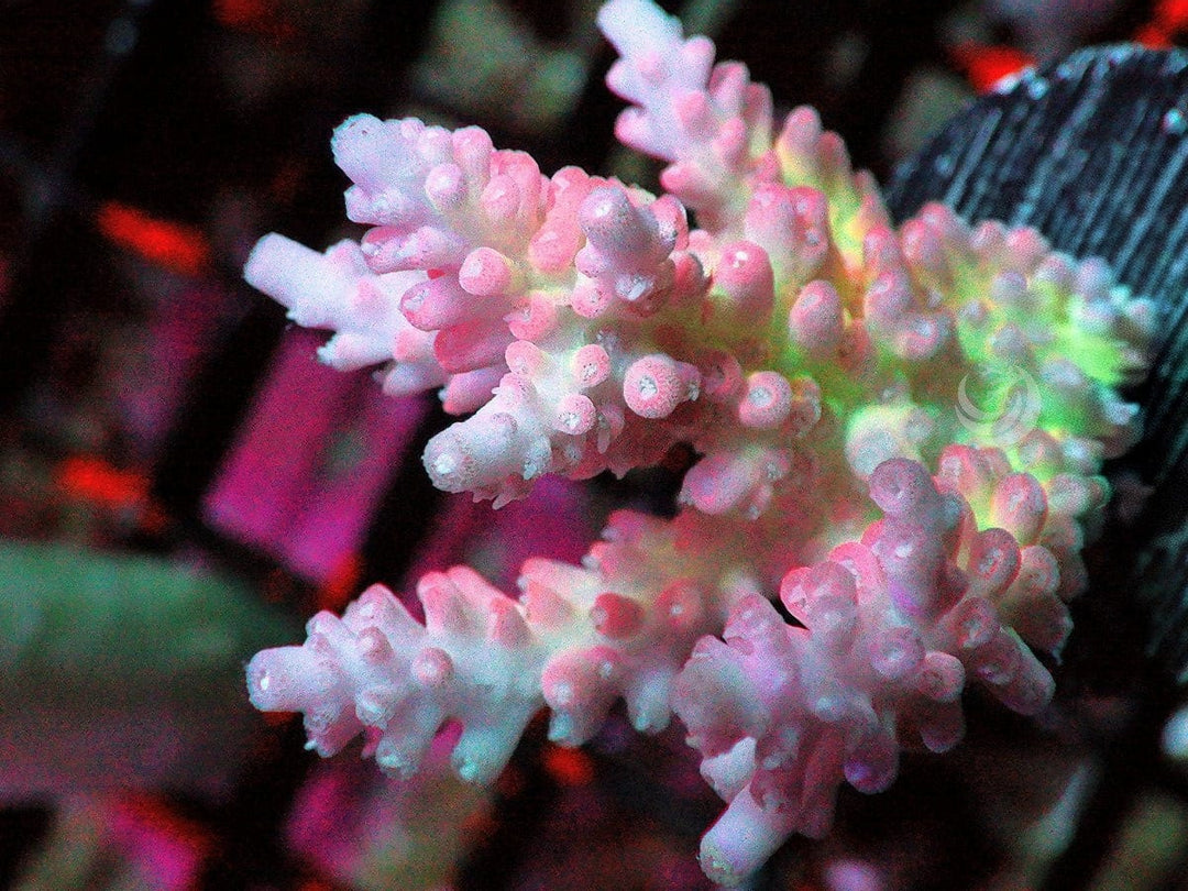 Strawberry Shortcake Acropora