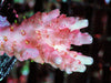 Pink Table Acropora