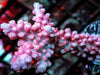 Red with Blue tips Acropora