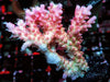 Hot Pink Table Acropora