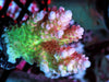 Pink tip Lemon-Lime Table Acropora