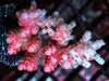 Red Table Acropora