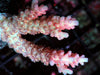 Pink Table Acropora