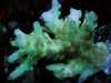 Blue tip Green Acropora