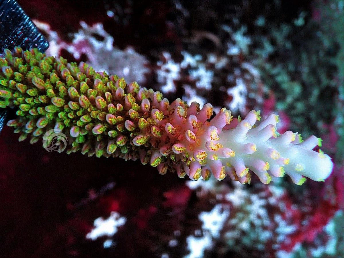 Red Robin Staghorn Acropora