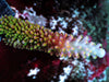 Red Robin Staghorn Acropora