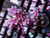 Blue tip Red Acropora