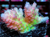 Pink tip Lemon-Lime Table Acropora 