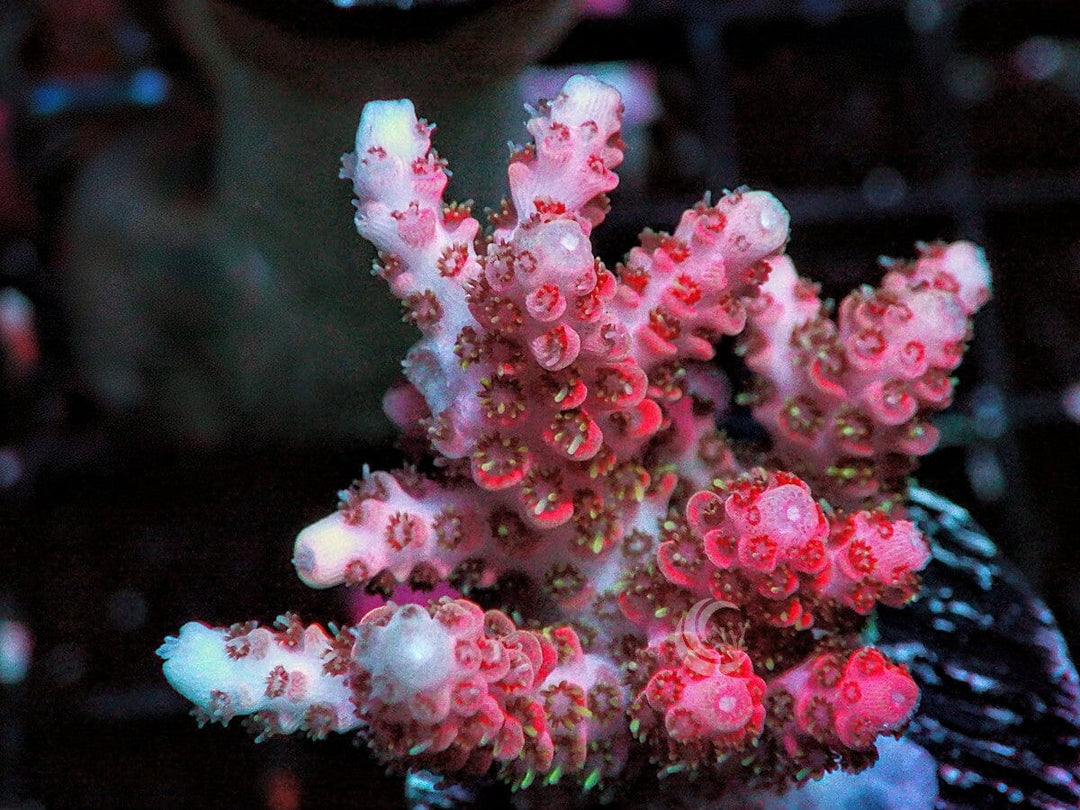 Red Table Acropora