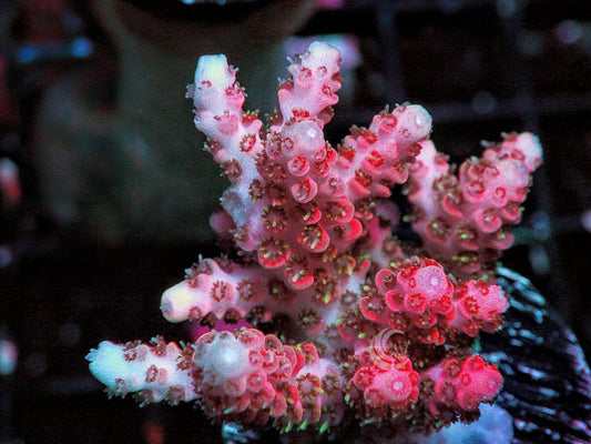 Red Table Acropora
