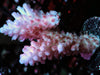 Blue-Purple tip Pink Acropora 