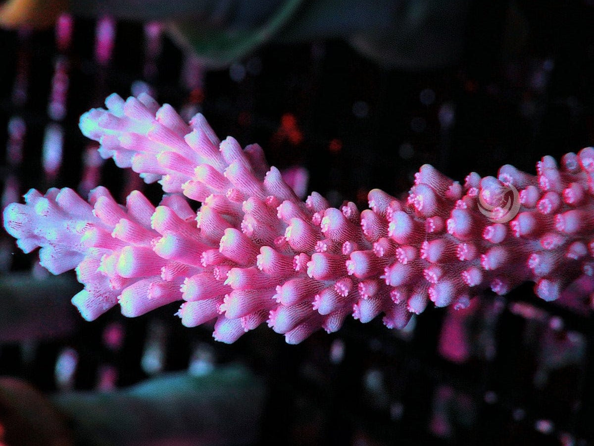 Blue tip Red-Pink Acropora