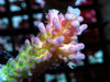 Pink tip Lemon-Lime Acropora