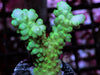 Blue tip Green Acropora
