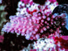 Blue tip Red-Pink Acropora