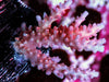 Red-Pink Table Acropora