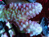 Blue-Purple Acropora