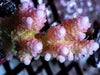 Pink tip Lemon-Lime Table Acropora