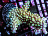 Lemon-Lime Staghorn Acropora
