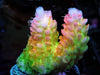 Pink tip Lemon-Lime Table Acropora