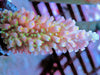 Red Robin Thick Staghorn Acropora