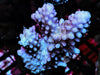 Blue-Purple Acropora