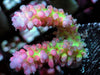 Strawberry Shortcake Acropora