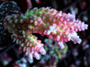 Strawberry Shortcake Acropora