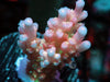 Pink Acropora