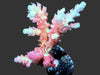 Pink Table Acropora