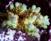 Lemonade Acropora