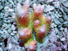 CHUNKY Pink tip Lemon-Lime Table Acropora