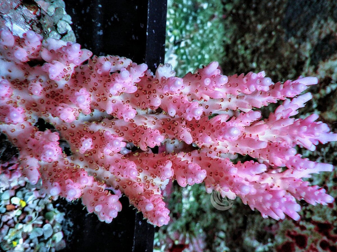 CHUNKY Hot Pink Table Acropora