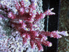 CHUNKY Red Table Acropora