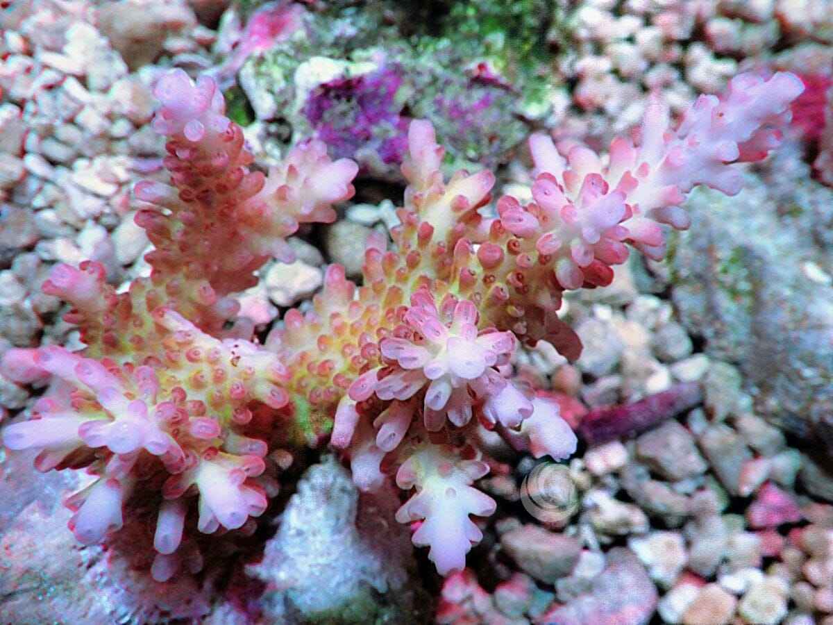 CHUNKY Pink tip Acropora