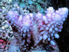 CHUNKY Blue-Purple Acropora