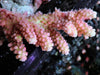 CHUNKY Strawberry Shortcake Acropora