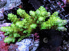 CHUNKY Mint Acropora