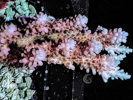 CHUNKY Blue tip Pink Table Acropora