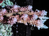 CHUNKY Blue tip Pink Table Acropora